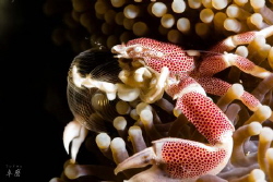 Porcelain crab, Neopterolisthes maculatus - Mayotte by Takma Lherminier 